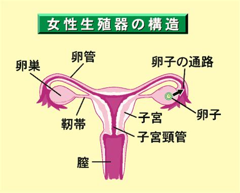 生殖器 女|女性生殖器の構造